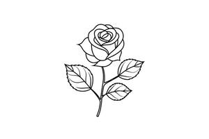 Rose flower for design element and coloring book pages for kids vector