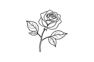 Rose flower for design element and coloring book pages for kids vector