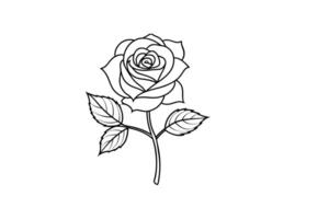 Rose flower for design element and coloring book pages for kids vector