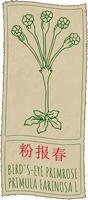 Drawing BIRD'S-EYE PRIMROSE in Chinese. Hand drawn illustration. Latin name is PRIMULA FARINOSA L. vector