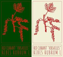 Drawing RED CURRANT VERSAILLES. Hand drawn illustration. Latin name is RIBES RUBRUM L. vector