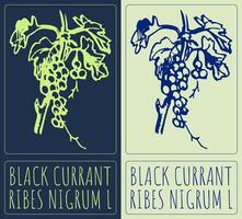 Drawing BLACK CURRANT. Hand drawn illustration. Latin name is RIBES NIGRUM L. vector