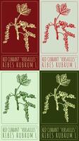 Set of drawing RED CURRANT VERSAILLES in various colors. Hand drawn illustration. Latin name is RIBES RUBRUM L. vector