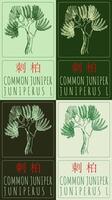 Set of drawing COMMON JUNIPER in Chinese in various colors. Hand drawn illustration. Latin name is JUNIPERUS L. vector
