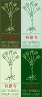 Set of drawing BIRD'S-EYE PRIMROSE in Chinese in various colors. Hand drawn illustration. Latin name is PRIMULA FARINOSA L. vector