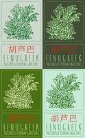 Set of drawing FENUGREEK in Chinese in various colors. Hand drawn illustration. Latin name is TRIGONELLA FOENUM-GRAECUM L. vector