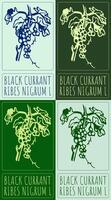 Set of drawing BLACK CURRANT in various colors. Hand drawn illustration. Latin name is RIBES NIGRUM L. vector
