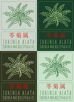 Set of drawing JURINEA ALATA in Chinese in various colors. Hand drawn illustration. Latin name is JURINEA MACROCEPHALA DC. vector