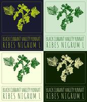 Set ofdrawing BLACK CURRANT VARIETY YUNNAT in various colors. Hand drawn illustration. Latin name is RIBES NIGRUM L. vector