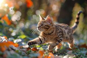 portrait of a Bengal cat cat side view, running in a park photo