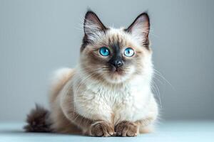 Siamese cat full body sitting graciously with beautyful blue eyes, studio photo with grey background