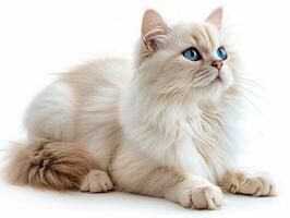 Persian cat sitting in front of white background photo