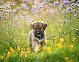 A curious puppy explores a field of wildflowers photo