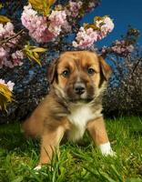 A brown and white puppy sits in a field of grass beneath a flowering tree photo