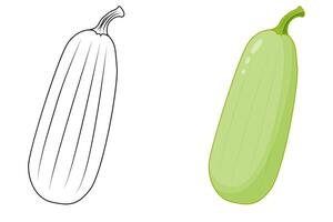 Contour and green courgette. Outline and close-up of green zucchini. vector