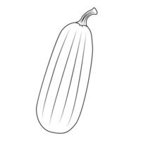 The contour of the courgette. The outline of a zucchini in close-up. vector