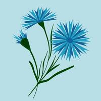 Bouquet of blue field cornflowers. Beautiful flower with buds. illustration. Belarusian style. For design, print and postcards. vector