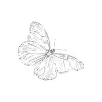 outline of a butterfly perched on a flower vector