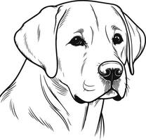 Labrador line art, Labrador line drawing, Labrador outline drawing,Labrador illustrations vector