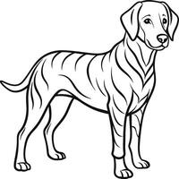 Labrador line art, Labrador line drawing, Labrador outline drawing,Labrador illustrations vector