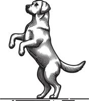 Labrador line art, Labrador line drawing, Labrador outline drawing,Labrador illustrations vector