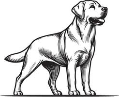 Labrador line art, Labrador line drawing, Labrador outline drawing,Labrador illustrations vector