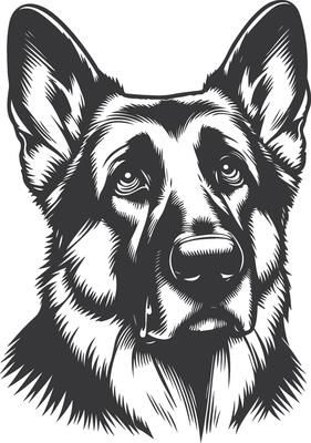 German shepherd dog in different poses on a white background objects silhouette illustration.