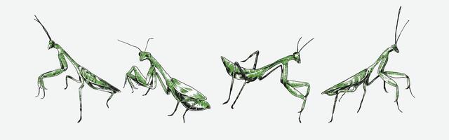 Set of praying mantis engraving, sketch drawing. Isolated on white background. Colored illustration. vector