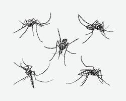Set of Mosquito drawing. Isolated on white background. Different action, pose, Black and white. Hand drawn illustration. vector