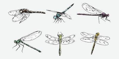 set of hand drawn illustration of dragonfly. Different pose, action. Isolated background. Colorful engraving. vector