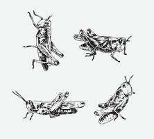 Collection of hand drawn grasshopper sketch engraving. Different pose, action. Isolated background. Graphic illustration. vector