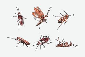 Set of hand drawn of cockroach. sketch drawing. Different pose, gesture. Colored illustration. vector