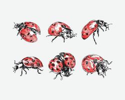 Set of Ladybug hand drawing. Different pose, gesture. Isolated on white background. Colored illustration. vector