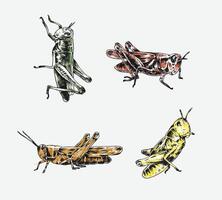 Collection of hand drawn grasshopper sketch engraving. Different pose, action. Isolated background. Graphic illustration. vector