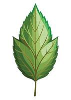 art of Leaf drawing Abstract minimal flat art vector