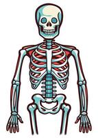 art of Human skeleton drawing Abstract minimal flat art vector