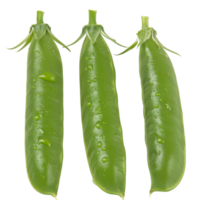 Pea Pods, fruit realistic Illustration. Realistic Transparent file. Mockup template for artwork graphic design png