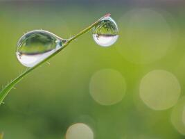Dew drops on the grass in the morning photo