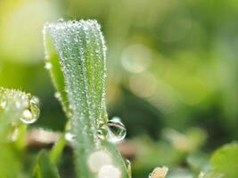 Dew drops on the grass in the morning photo