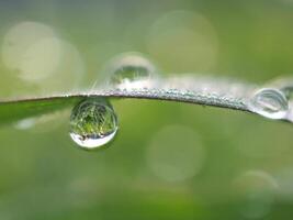 Dew drops on the grass in the morning photo