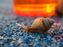 Snail crawling on green background, photo