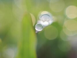 Dew drops on the grass in the morning photo
