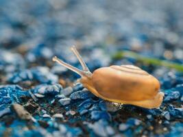 Snail crawling on green background, photo