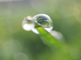Dew drops on the grass in the morning photo