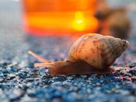 Snail crawling on green background, photo