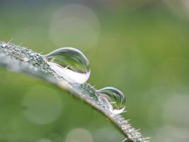 Dew drops on the grass in the morning photo