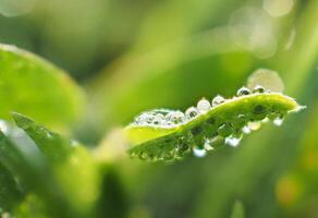 Dew drops on the grass in the morning photo