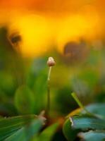 Mushrooms on the red background grass photo