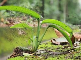 Moss during the rainy season photo