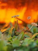 Mushrooms on the red background grass photo
